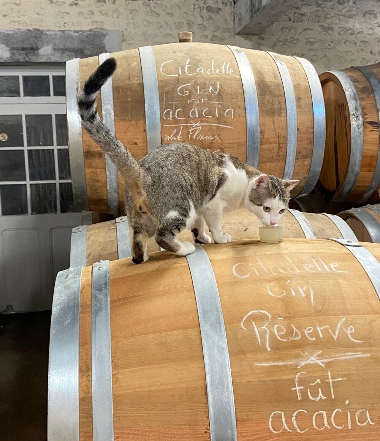 Distillery Cats: From Hunters to Mascots
