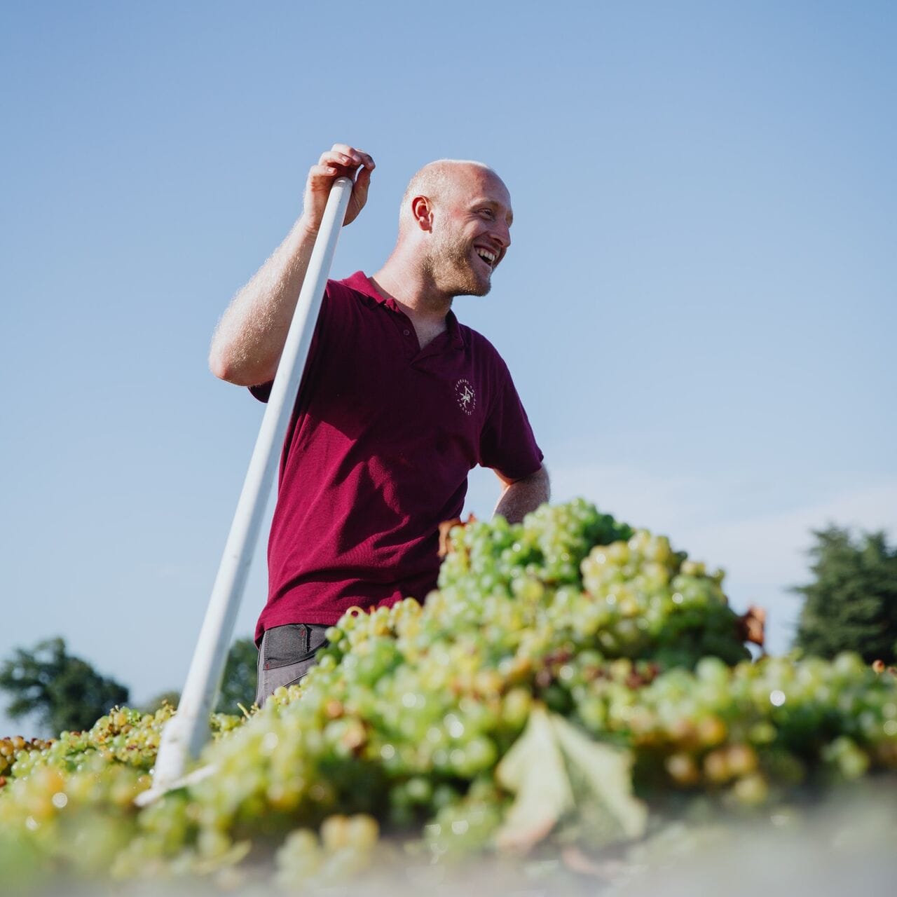 Harvest 2025: a sun-kissed vintage!