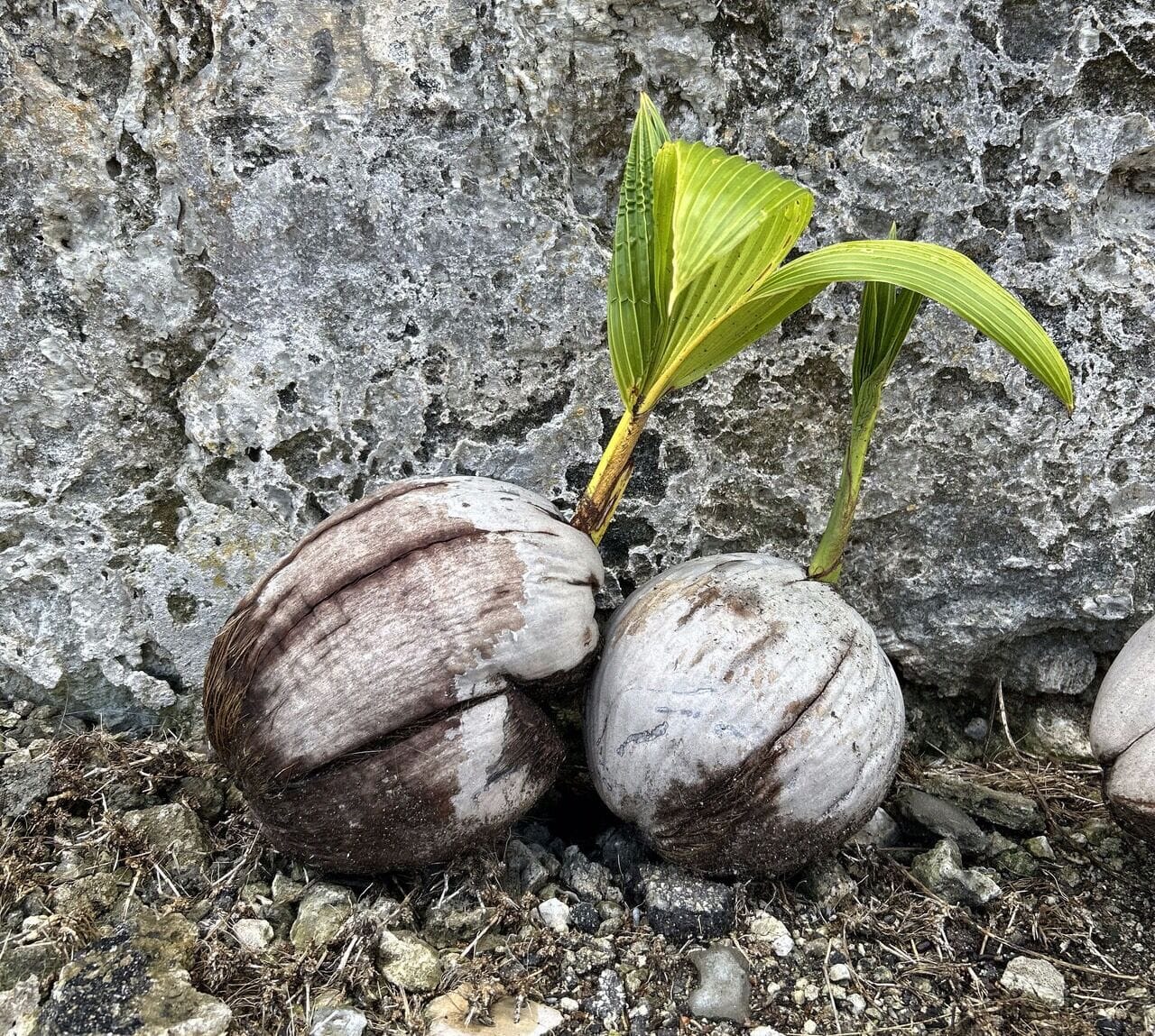 Kendal’s coconut tree nursery
