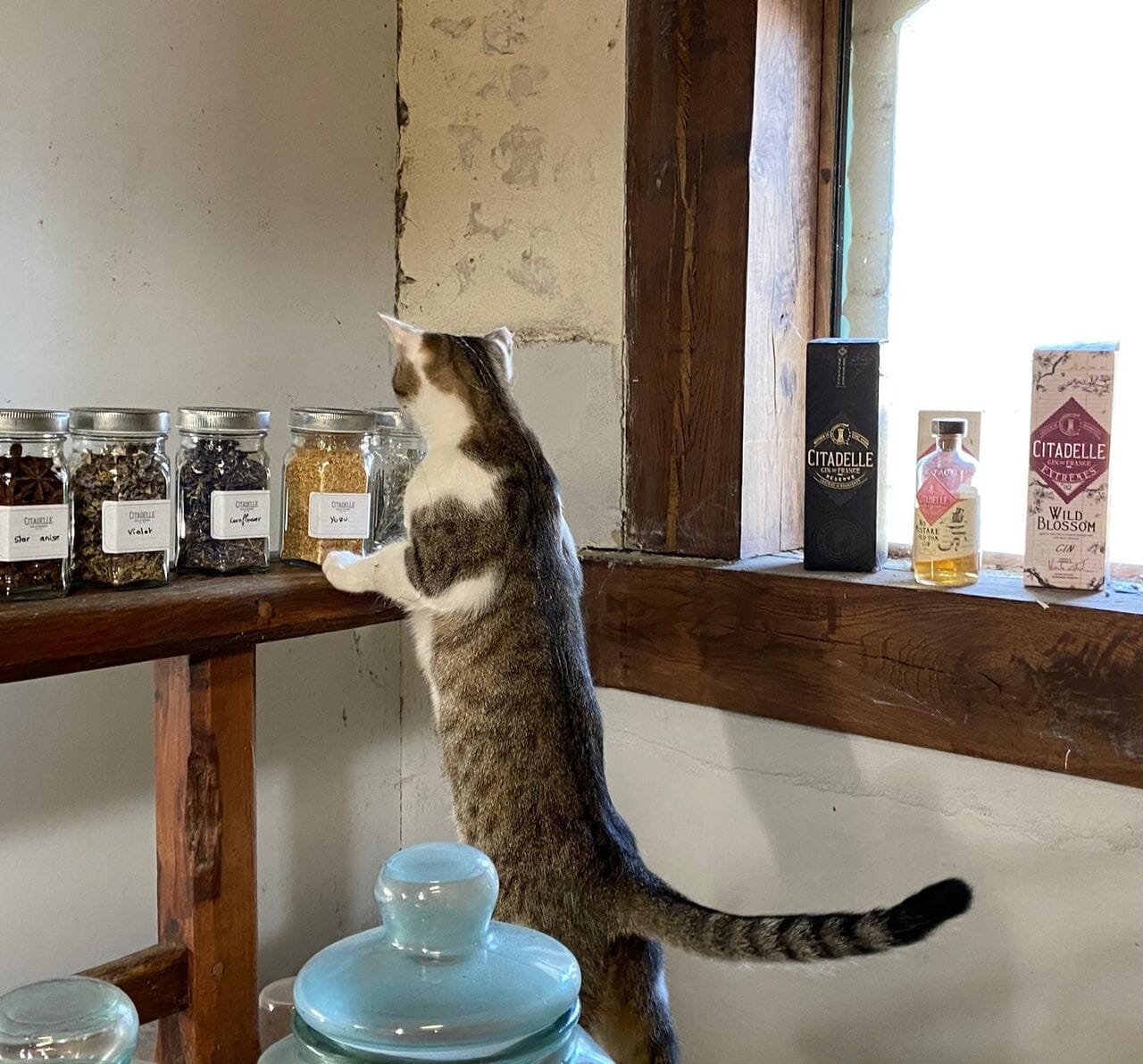 Distillery Cats: From Hunters to Mascots