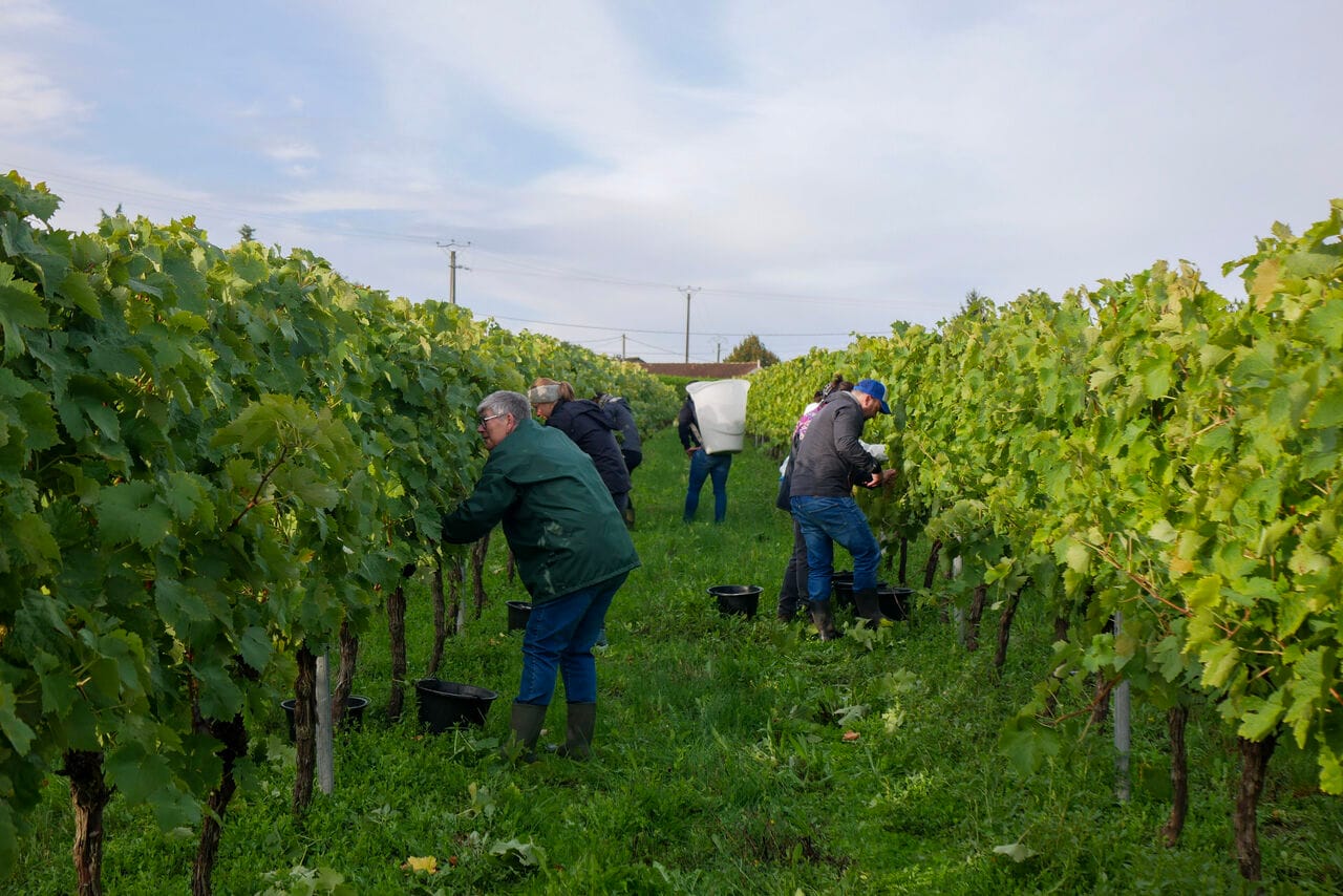 Making cognac, without compromises!