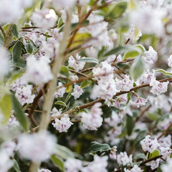 The Delicate Art of Jasmine Distillation at Bonbonnet