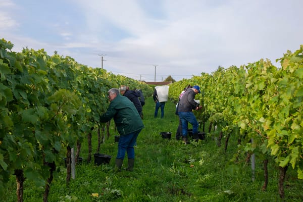 Making cognac, without compromises!